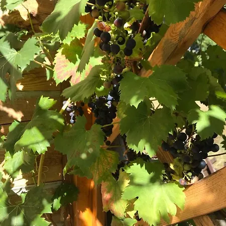 Domicil Alma Szklarska Poreba