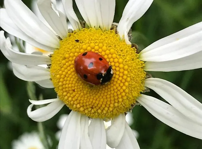 Homestay Domicil Alma Szklarska Poreba